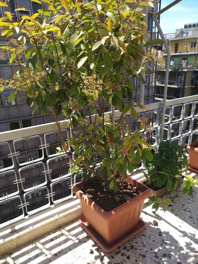 Apartment Athena's Home, Sunny Balkony 100m From Metro!